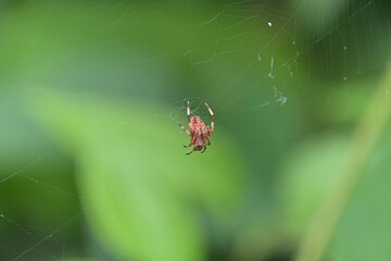 ヤマシロオニグモ