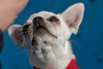 Adorable white chihuahua dog wearing red sweater, looking up attentively