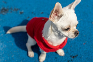 White chihuahua puppy wearing red clothes sitting on blue background