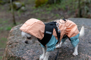 Small white chihuahua dog wearing raincoat and harness standing on rock in forest