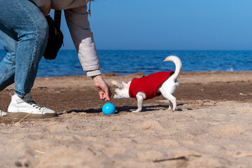 Woman playing with small dog wearing red clothes on sandy beach