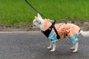 Small white chihuahua dog wearing clothes walking on leash in park