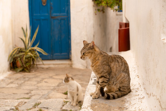 Fototapeta A cat sitting on a white wall in a quiet street in Chora, Amorgos, Cyclades, Greece,