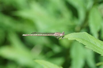 Common Winter Damselfly (Sympecma fusca). Family spreadwings (Lestidae). On a leaf of Canadian goldenrod. Summer, July, Netherlands.	