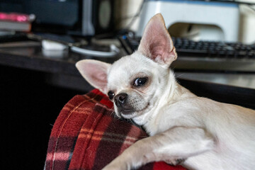 White chihuahua resting on red blanket near computer desk
