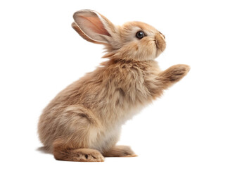 Obraz premium A light brown bunny standing on its hind legs with its paw raised against a black background