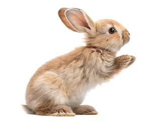 Obraz premium A light brown bunny standing on its hind legs with its paws up against a black background isolated