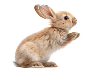 A light brown bunny standing on its hind legs with its paws up against a black background isolated