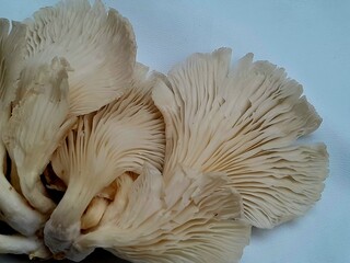 Close up and texture of oyster mushrooms on white