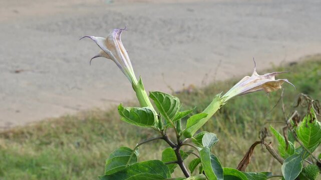 Datura plant flowers. Its common names thornapples, jimsonweeds, devils trumpets, moonflower,&nbsp;devils weed and stramonium. Hindus offer it to Lord Shiva. It is used a lot in Ayurvedic medicines.