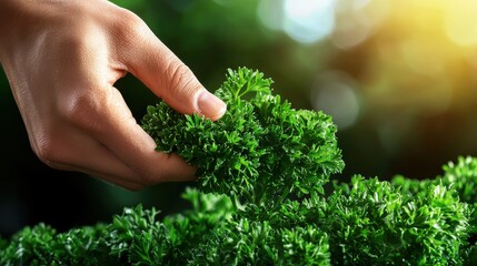 Fototapeta premium Harvesting Fresh Herbs