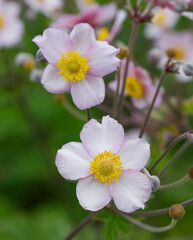 Obraz premium Beautiful close-up of anemone hupehensis