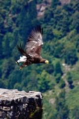 Aquila di mare di Steller spicca il vol