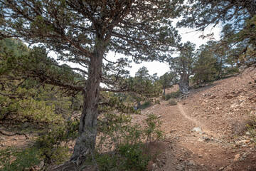 Atalante Trail, a 14 km circular (starts and ends at Troodos Square), almost level, moderately challenging trail around Mount Olympus in the Troodos Mountains, near Pano Platres, Limassol, Cyprus