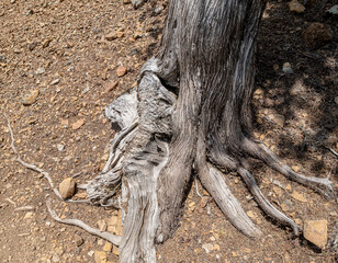 Atalante Trail, a 14 km circular (starts and ends at Troodos Square), almost level, moderately challenging trail around Mount Olympus in the Troodos Mountains, near Pano Platres, Limassol, Cyprus