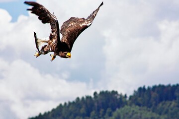 Aquila di mare di Steller in volo