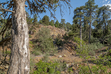 Atalante Trail, a 14 km circular (starts and ends at Troodos Square), almost level, moderately challenging trail around Mount Olympus in the Troodos Mountains, near Pano Platres, Limassol, Cyprus