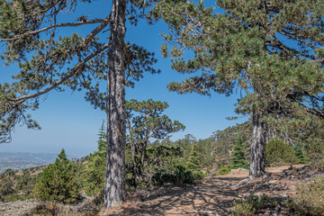 Atalante Trail, a 14 km circular (starts and ends at Troodos Square), almost level, moderately challenging trail around Mount Olympus in the Troodos Mountains, near Pano Platres, Limassol, Cyprus