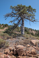 Atalante Trail, a 14 km circular (starts and ends at Troodos Square), almost level, moderately challenging trail around Mount Olympus in the Troodos Mountains, near Pano Platres, Limassol, Cyprus