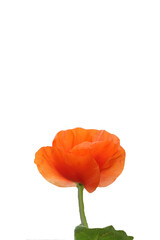 a red poppy isolated on white background