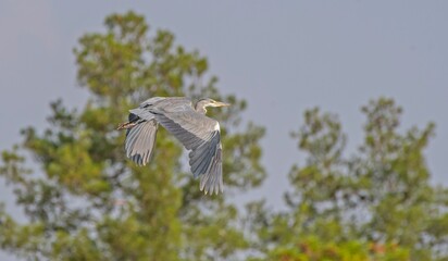 Grey Heron (Ardea cinerea) is a common wetland bird on the banks of the Tigris River in Diyarbakir.