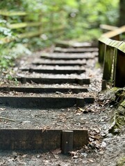 Wooden steps leading up a forest trail in a lush green woodland. Nature path with rustic handrails, fallen leaves, and soft light, creating a peaceful and serene hiking atmosphere.