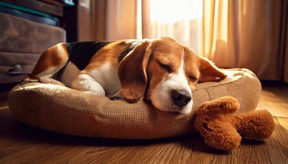 Sleeping Beagle with Toy
