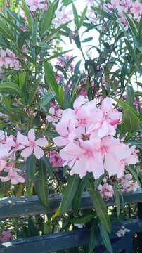 laurier rose en fleurs roses &eacute;panouies