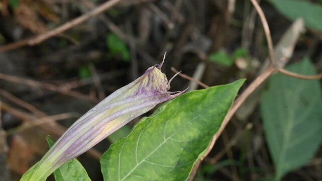 Datura plant flowers. Its common names thornapples, jimsonweeds, devils trumpets, moonflower,&nbsp;devils weed and stramonium. Hindus offer it to Lord Shiva. It is used a lot in Ayurvedic medicines.