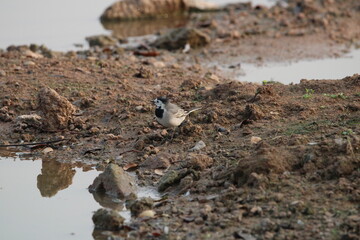birds in lake