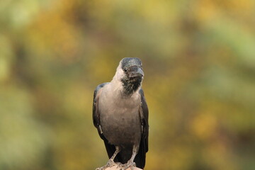 Crow