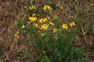 Yellow wildflower Bird's-foot Trefoil in the meadow. Lotus corniculatus plant in bloom 
