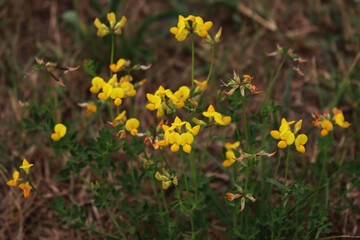 Yellow wildflower Bird's-foot Trefoil in the meadow. Lotus corniculatus plant in bloom 