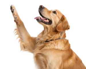 Golden retriever with paw raised looking up against a black background in a studio setting