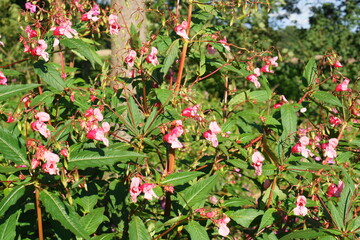 Indisches Springkraut