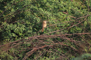 Birds on tree