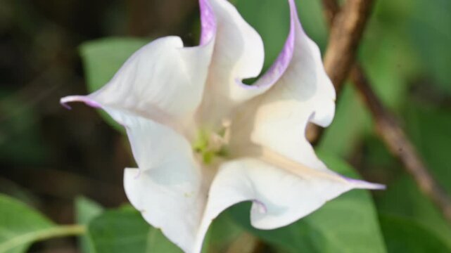 Datura plant flowers. Its common names thornapples, jimsonweeds, devils trumpets, moonflower,&nbsp;devils weed and stramonium. Hindus offer it to Lord Shiva. It is used a lot in Ayurvedic medicines.