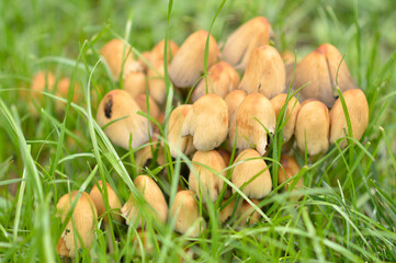 wild mushrooms growing on the tree bark and in the grass in the forest