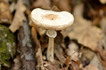 wild mushrooms growing on the tree bark and in the grass in the forest