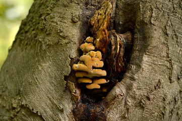 wild mushrooms growing on the tree bark and in the grass in the forest
