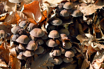 wild mushrooms growing on the tree bark and in the grass in the forest