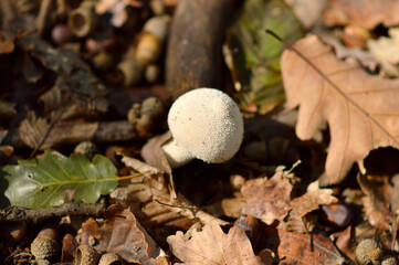 wild mushrooms growing on the tree bark and in the grass in the forest