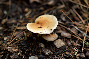 wild mushrooms growing on the tree bark and in the grass in the forest