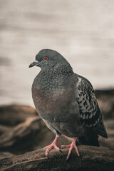 pigeon on the stone