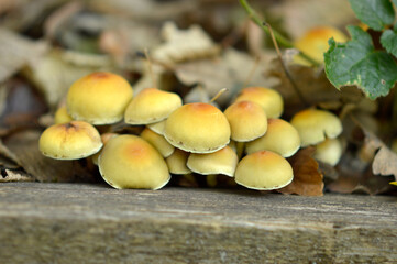 wild mushrooms growing on the tree bark and in the grass in the forest