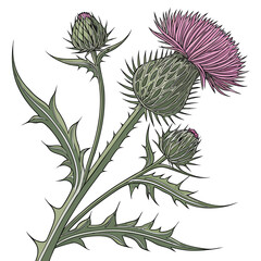 A detailed illustration of a blooming thistle plant with spiky leaves and buds, showcasing its intricate structure and vibrant pink flower head against a clean white background