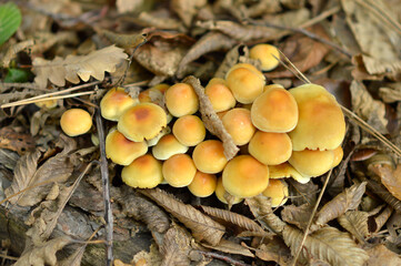 wild mushrooms growing on the tree bark and in the grass in the forest