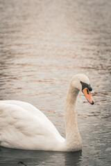 swan on the lake