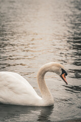 swan on the lake