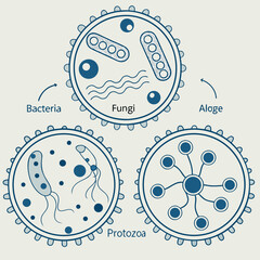 A scientific illustration showcasing the diverse structures of bacteria, fungi, algae, and protozoa, highlighting their distinct cellular forms and characteristics in a clear, educational diagram